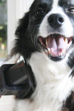 Bye bye pet hair! A full review or the Dyson Groom tool for pets - and a step by step guide on how to use it (even with dogs scared of the vacuum!) | Dyson Groom Review | Pretty Fluffy