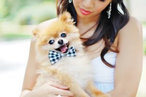 No-Sew-Doggy-Bow-Tie