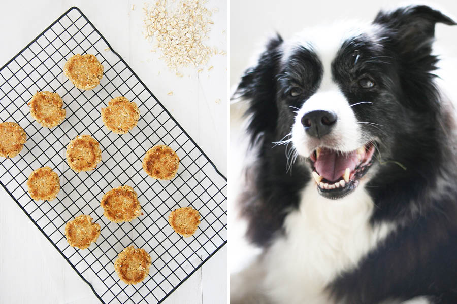 Anzac Biscuit Dog Treat Recipe | Anzac Biscuits are a hundred year old tradition in Australia. Make your own ANZAC biscuit dog treat recipe with our free tutorial - grab it here.