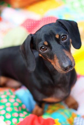 National Pet Memorial Day | Pretty Fluffy