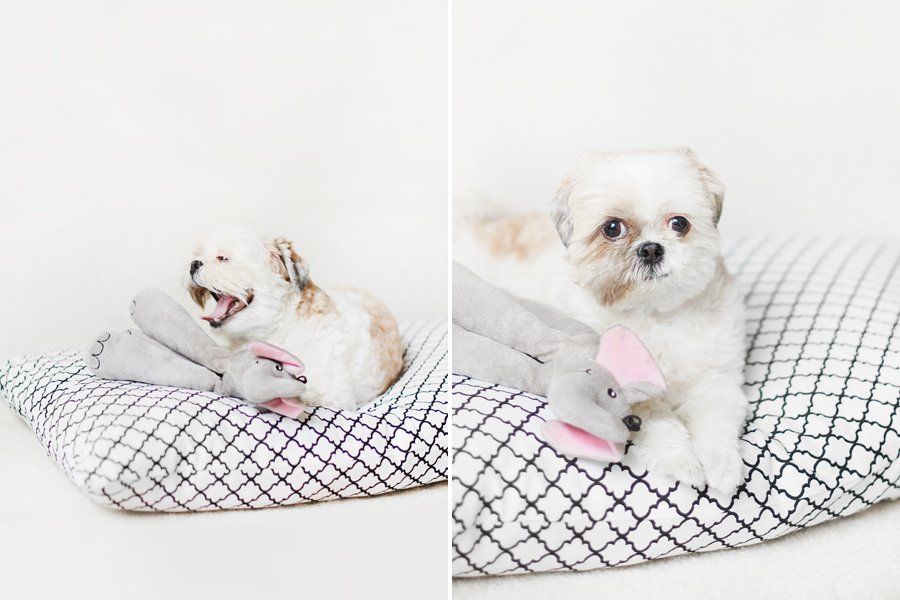 DIY: No Sew Heart Dog Toy