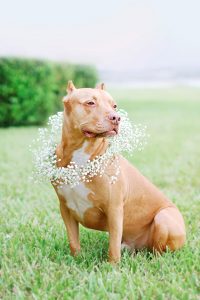 DIY: Floral Dog Wedding Wreath