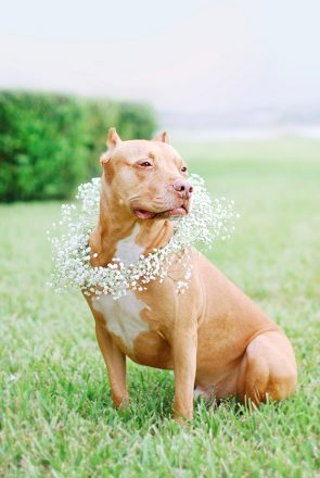 DIY: Floral Dog Wedding Wreath