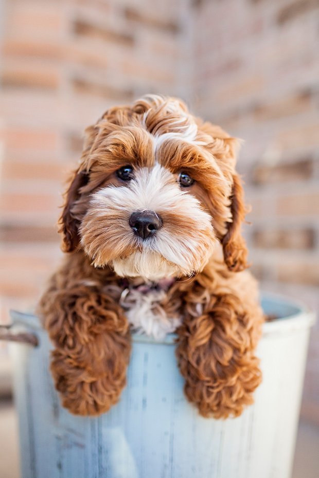 White Cockapoo Puppy White Cockapoo Puppy