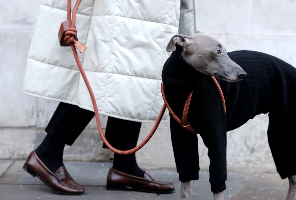 BooOh Ray All-in-One Leash and Harness Set