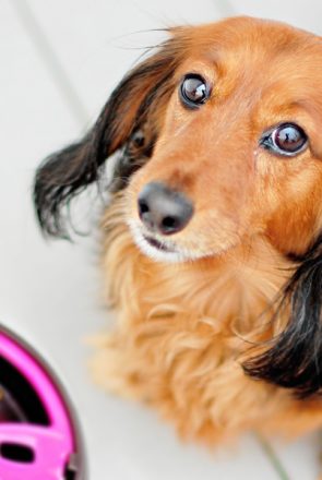 Interactive feeder for dogs review: AiKiou slow feeders