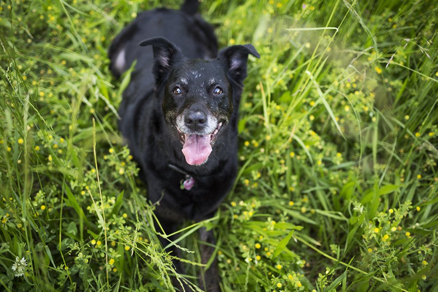What is an Angel Session? (and why your senior dog needs one)