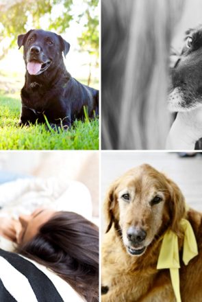 Senior Dog Checklist - Everything you need for an older dog