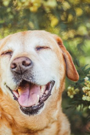 5 Pro Tips for Senior Pet Photography