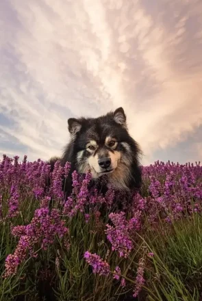 5 Ideas for a Dog Spring Photoshoot