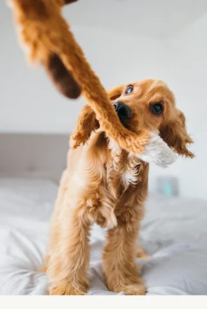Puppy playing with toy - how to stop resource guarding in dogs