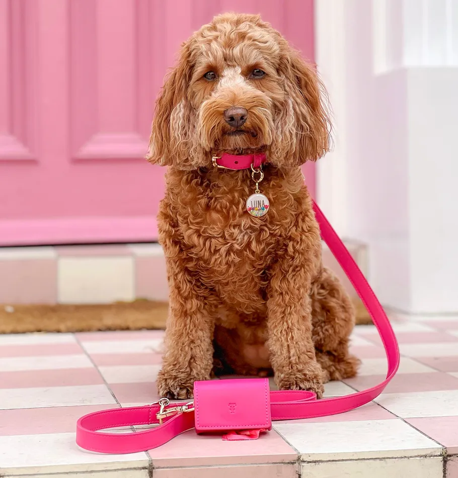 Bight Dog Collars Tails & Bloom