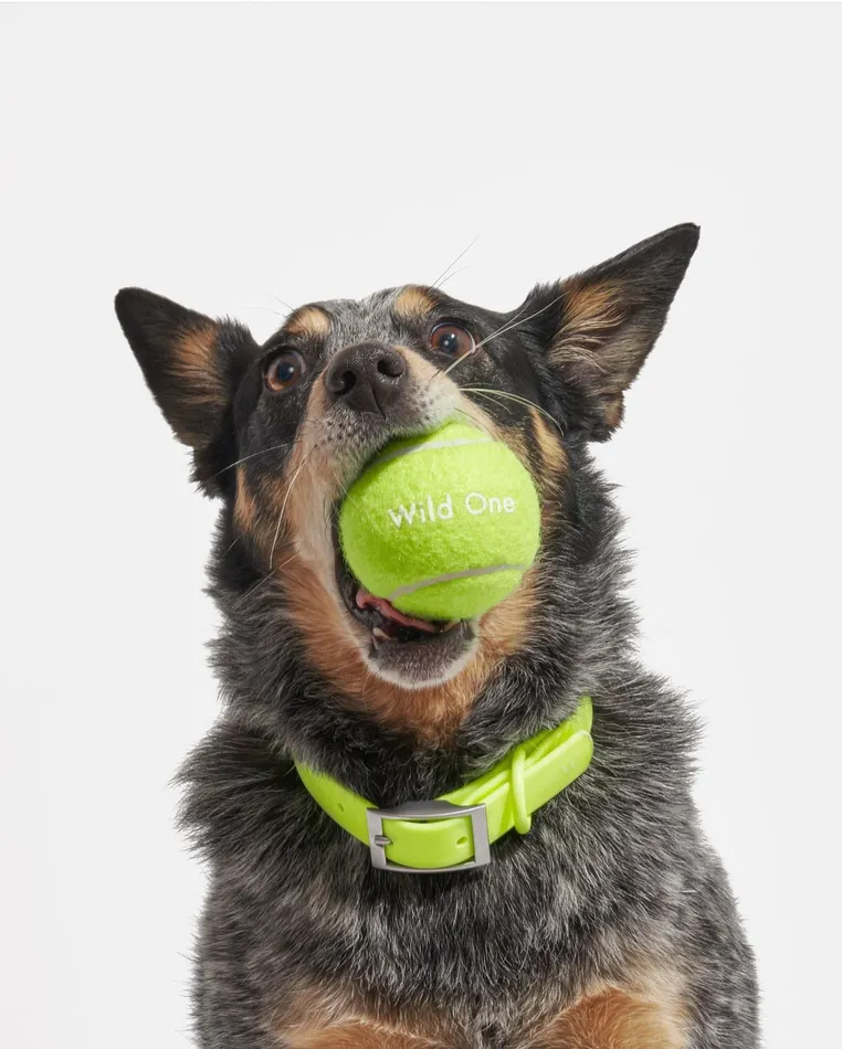Bight Dog Collars-wildone Yellow