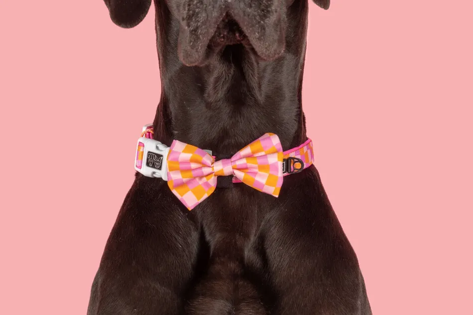 Dog-Collar-and-Bow-Tie-Check-Yoself