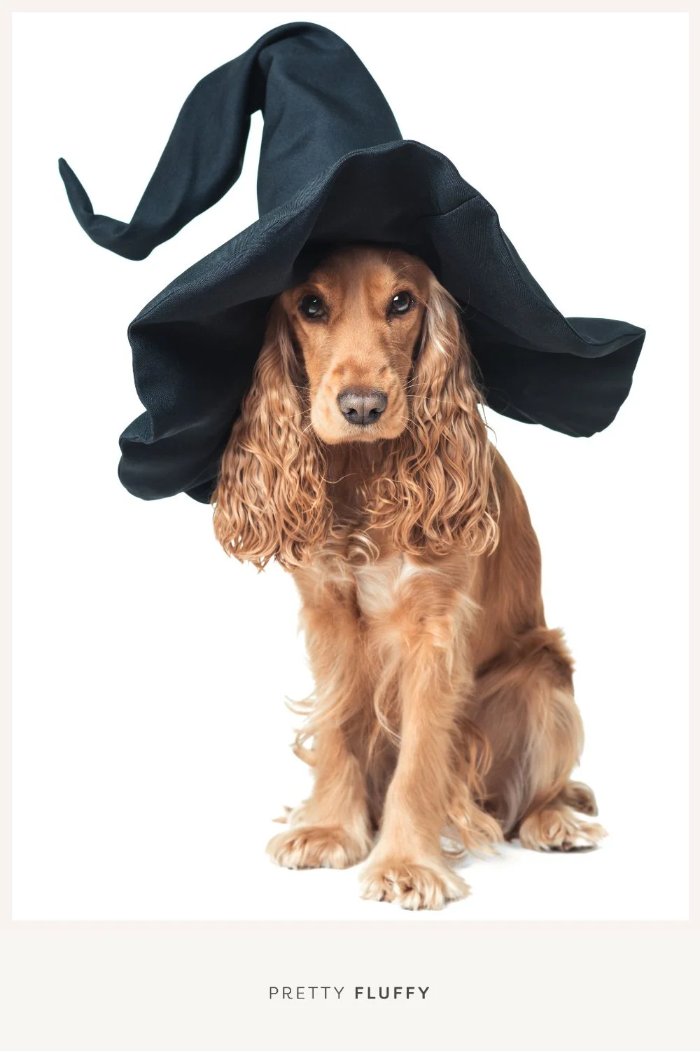 Tips for a Safer Halloween With Your Pet3