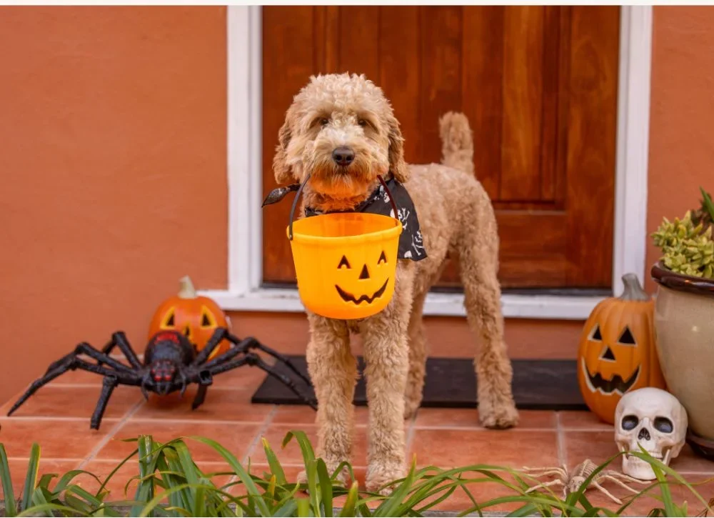 Tips for a Safer Halloween With Your Pet3