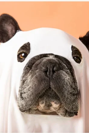 5 Tips to Have a Safer Halloween With Your Pet