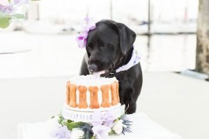 Expert tips on how to do a dog cake smash and how to capture the perfect dog birthday photos - fuss free and budget friendly.