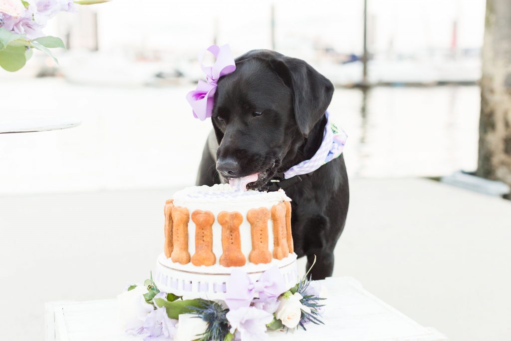 Expert tips on how to do a dog cake smash and how to capture the perfect dog birthday photos - fuss free and budget friendly.