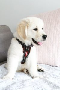 Keep your puppy safe and comfortable on a car trip with these 7 essentials for pet car travel. Budget friendly and practical, these must have items will give your puppy (and you!) the perfect trip home.