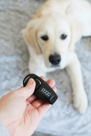 Beginner tips for clicker training for dogs. What you need, basic commands, and the DOs and DON'Ts of clicker training. For dogs all ages, sizes and breeds.