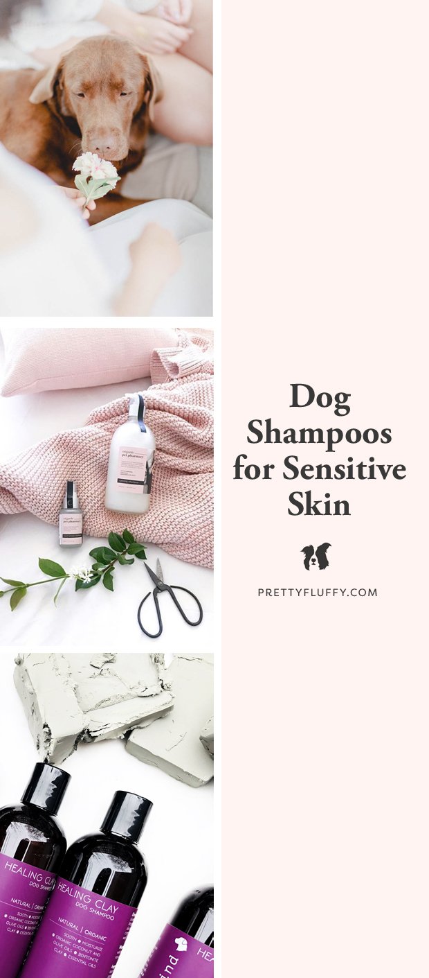 Our Favourite Dog Shampoos for Sensitive Skin  Pretty Fluffy: The Ultimate  Lifestyle Destination for Dog Lovers