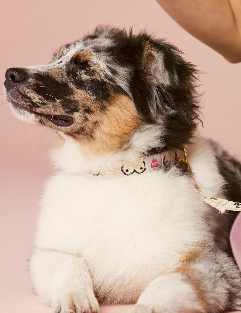 28 Stylish Dog Accessories We're Telling Everyone About