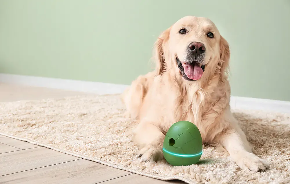 Interactive pet toy by cheerble