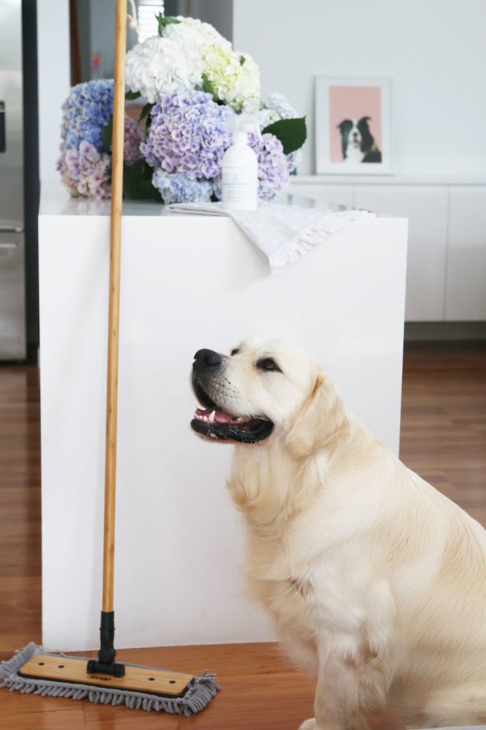 10 Tips for How to Keep Your House Clean With Dogs - Parsnips and Pastries