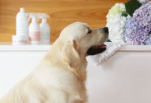 Your Ultimate Guide for Cleaning with Pets