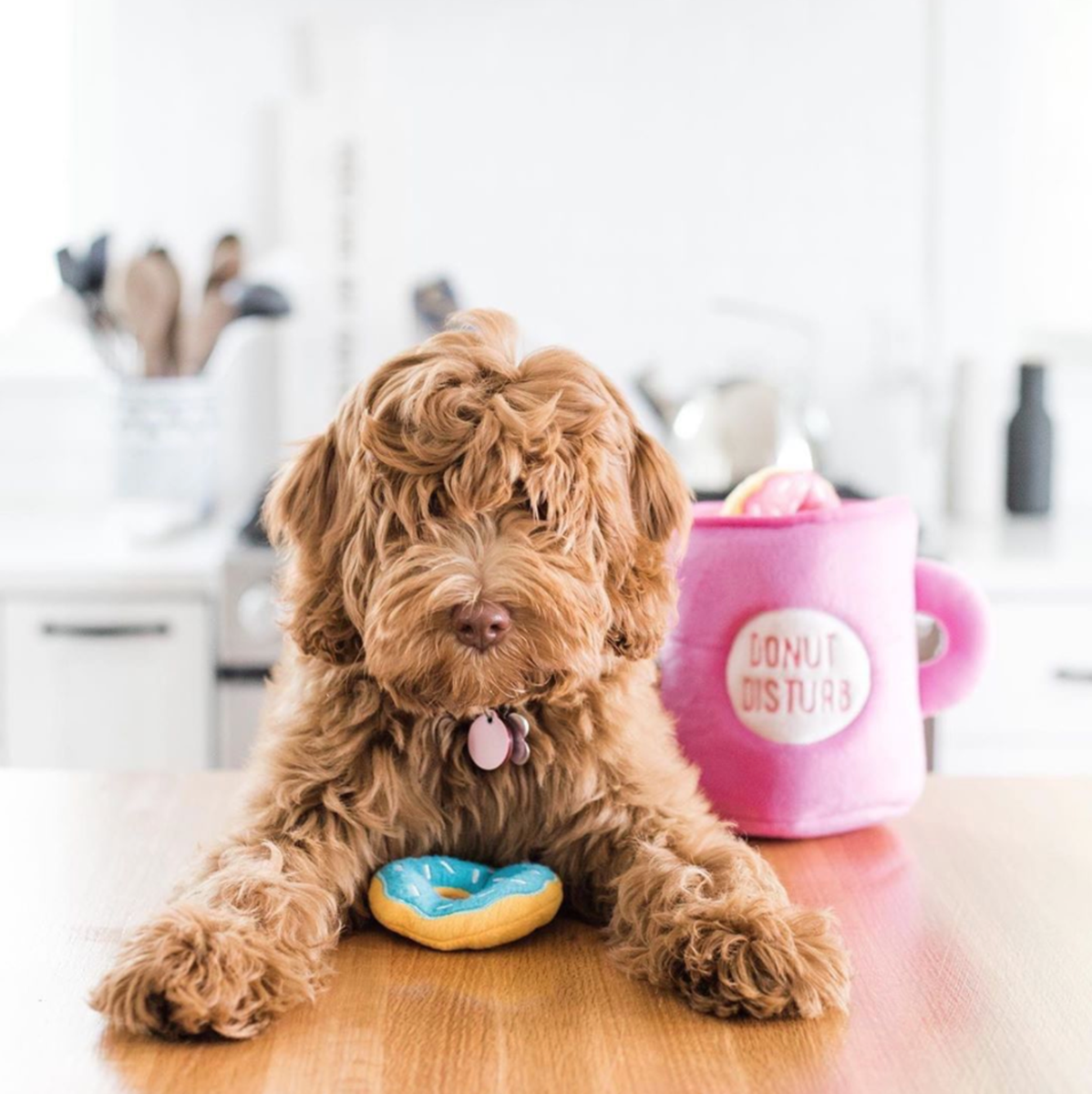 The most stylish, fashion forward pet brands by women of colour. From dog beds, to leads, accessories and more, they have everything your dog needs.