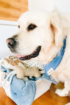 Our favorite picks from PetBarn's premiere new House of Barker & Denim Days collection - featuring luxe velvet dog beds, neutral dog toys, collars and more!