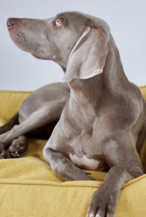 Cute dog on stylish yellow Movik Dog Bed