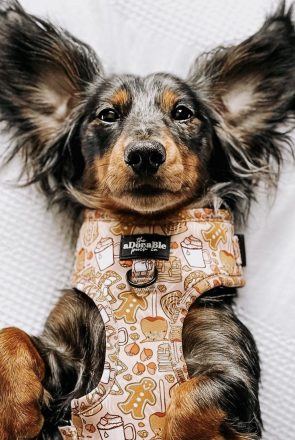 Stylish Dog Bandanas & Dog Harnesses: Fall Edition