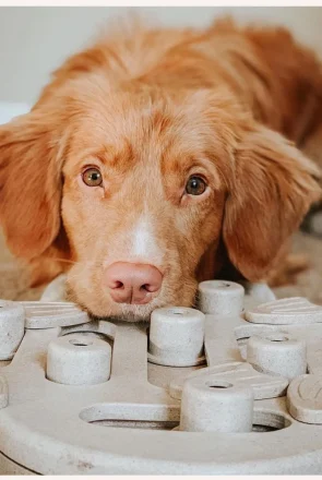 Dog Enrichment Ideas 7 Boredom Busters for Dogs