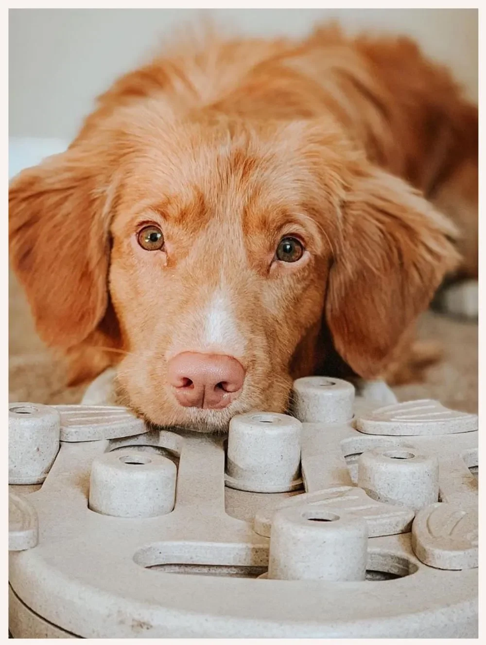 Dog Enrichment Ideas 7 Boredom Busters for Dogs