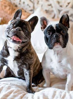 French Bulldogs - Most popular dog breeds in Australia 2021
