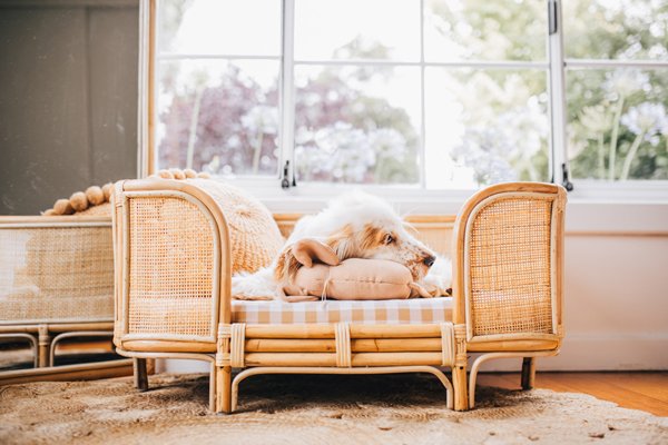 Cocker spaniel puppy laying in Australian rattan dog bed