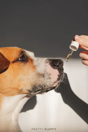 CBD Oil for Dogs Australia: Your FAQ’s Answered2