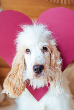 Dog Valentine’s Day- DIY 5 Minute Dog Valentine-24