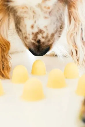 Pina Colada Dog Popsicles Recipe (2 Ingredients Only!)