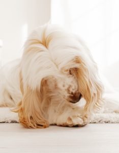 Why dogs lick their paws excessively