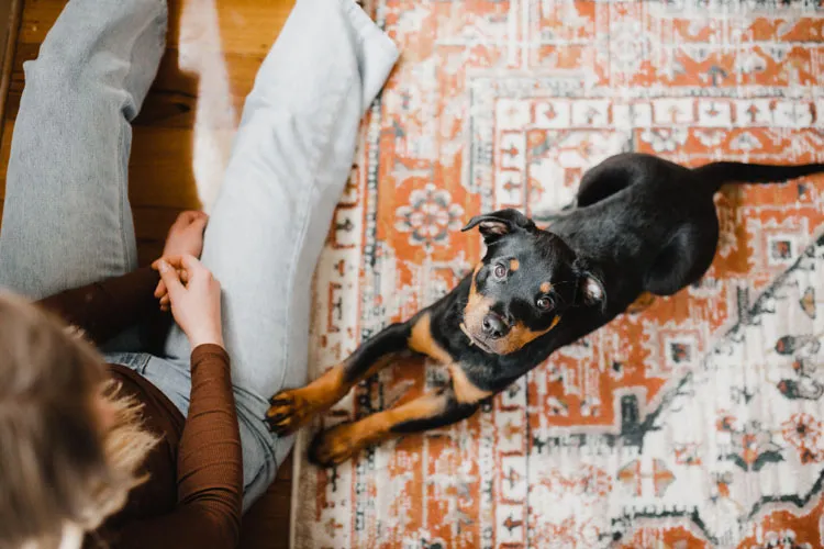 How to Bond With A Puppy - 15 Tips to Bond With Your Puppy