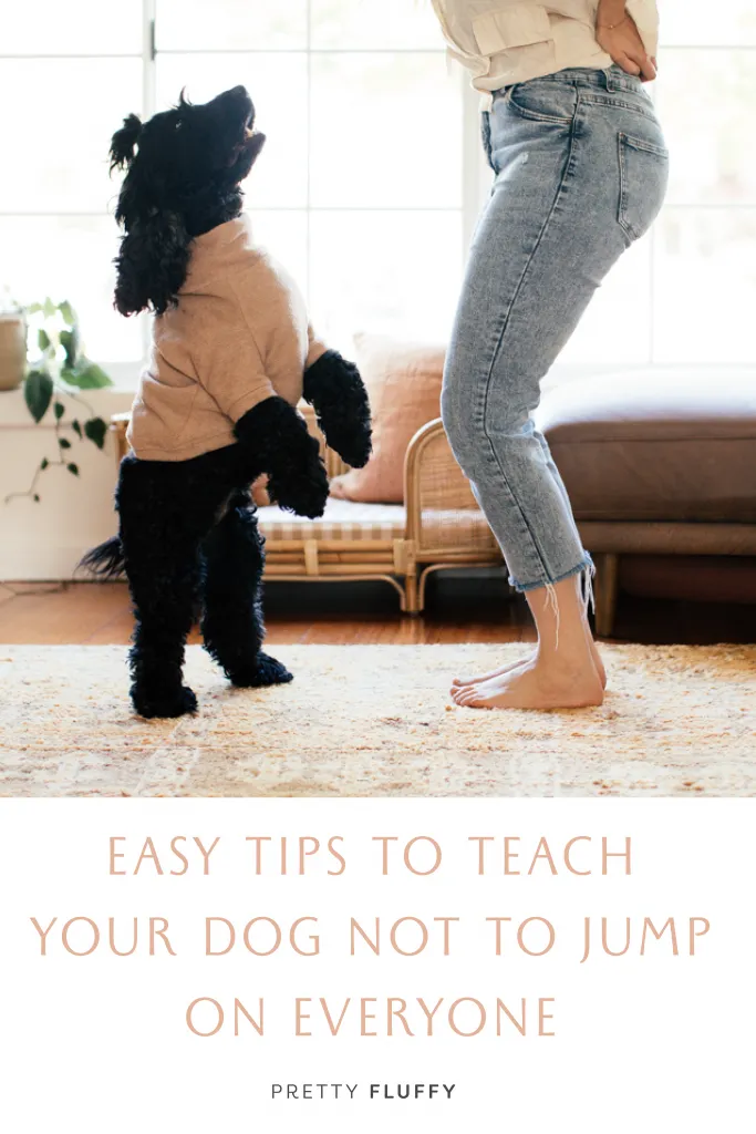 Easy tips to teach your dog not to jump on everyone