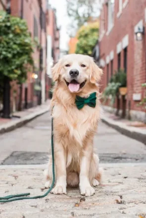 Foggy Dog Accessories - Holiday Collection