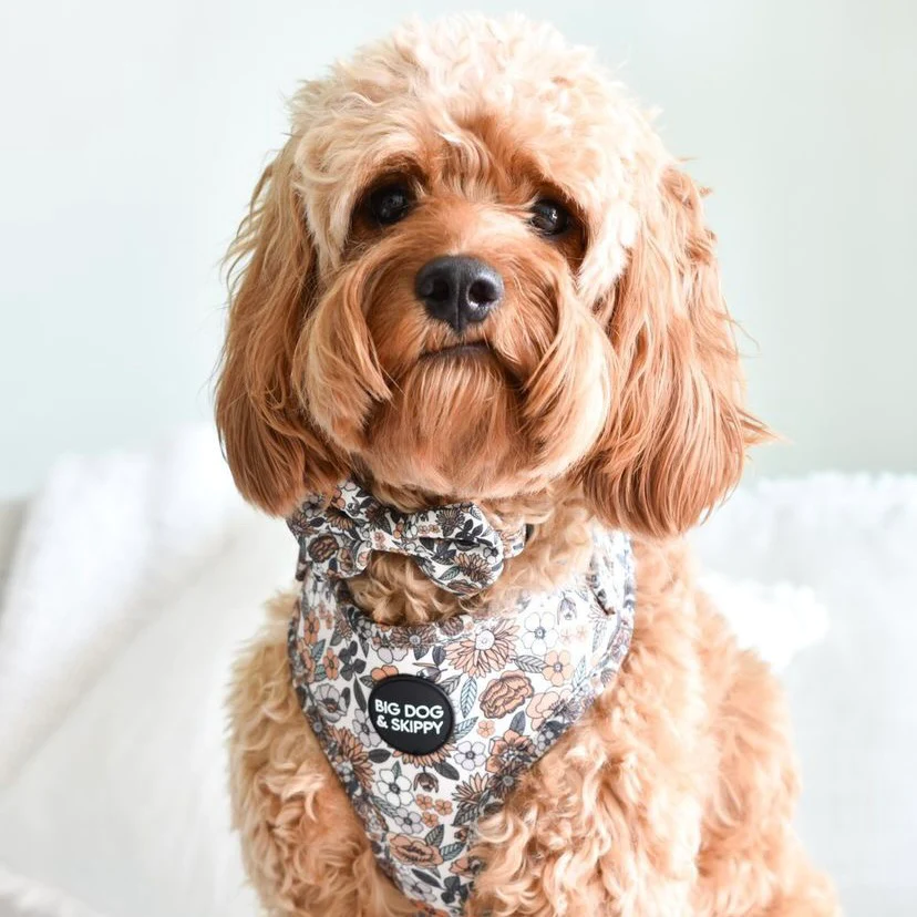 Big Dog and Skippy's best-selling Flower Power adjustable harness