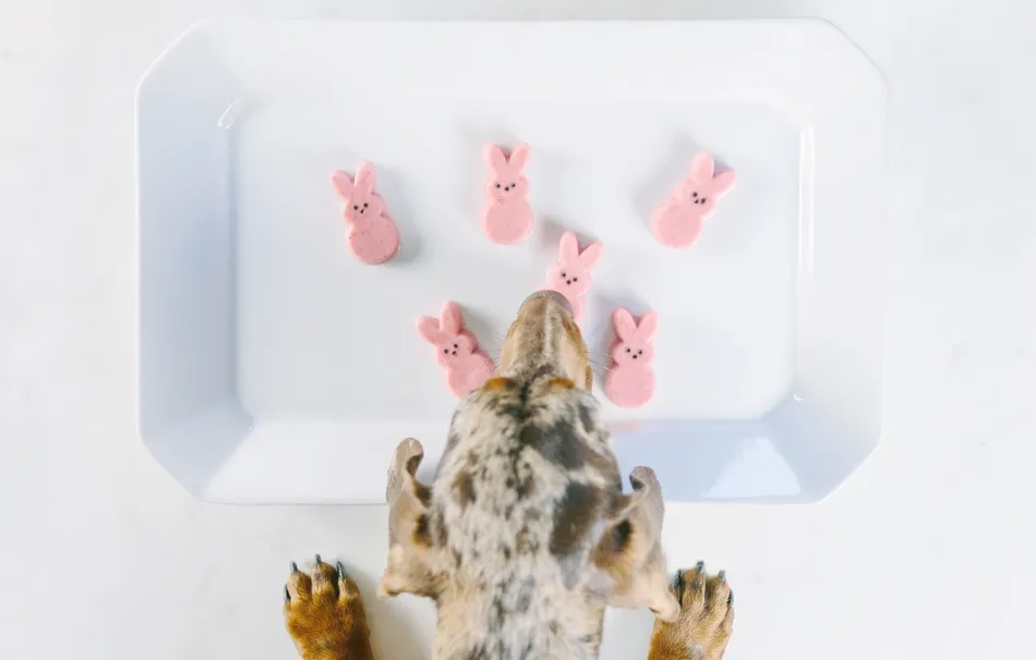 EasterPeepsRecipeforDogs