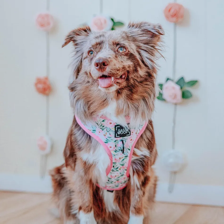 Sassy Woof Magnolia Dog Harness
