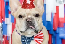 4th of july dog outfits & party hats by The Bark Day Planner
