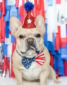 4th of july dog outfits & party hats by The Bark Day Planner
